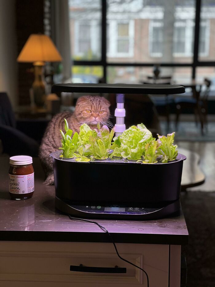 Cat near indoor garden plants under LED light on kitchen counter.