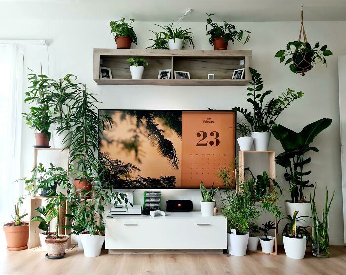 Indoor garden with diverse plants around a modern TV unit, featuring stylish shelves and greenery in pots.