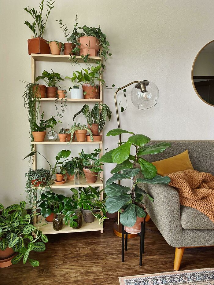 Indoor garden with various plants on a shelf beside a couch in a cozy living room.