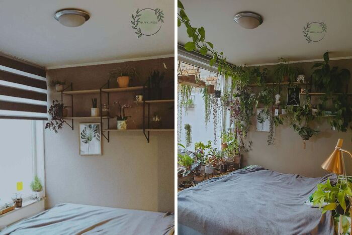 Indoor garden with various plants on shelves and hanging around a cozy bedroom.