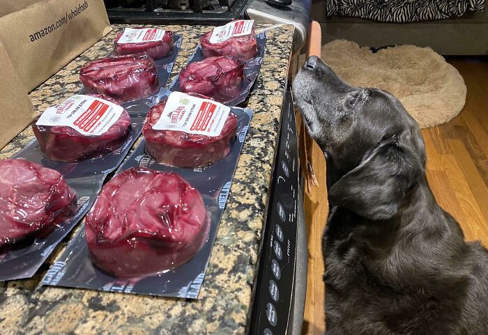 Dog humorously eyeing vacuum-sealed steaks on a kitchen counter. Good-funny-bosses vibe with playful curiosity.