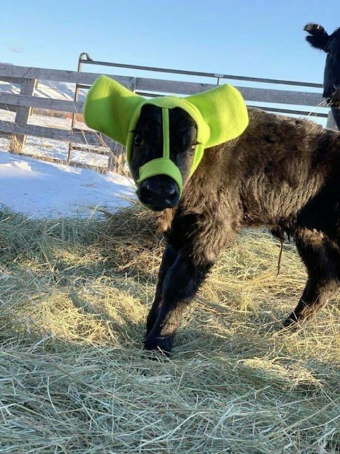 Farmers Protect Their Young Cows From Frostbite By Using Specially Designed Earmuffs