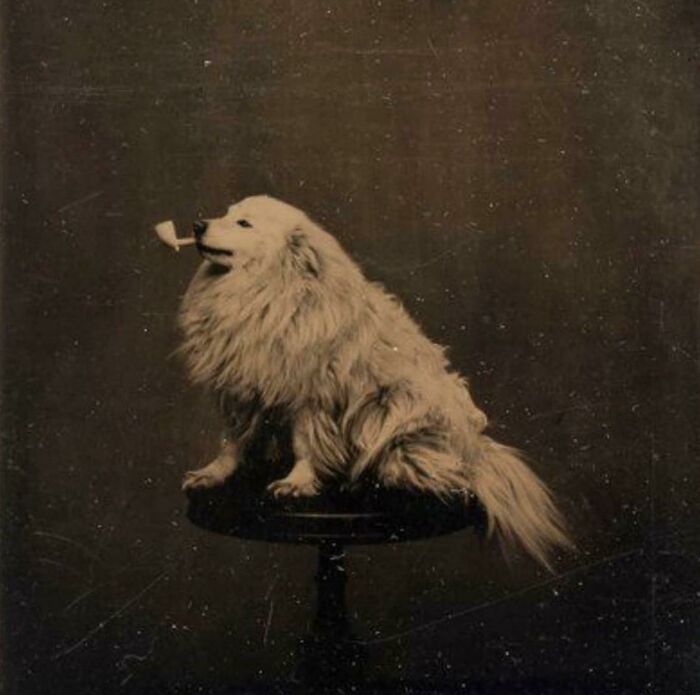 People Have Been Taking Silly Pictures Of Their Pets Since At Least 1875