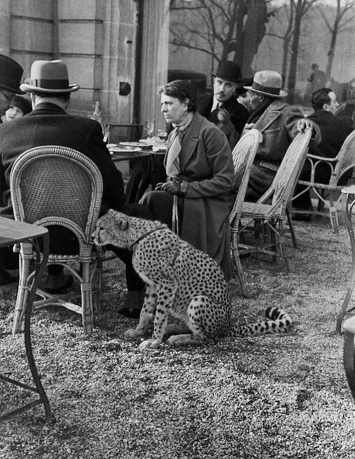 Woman With Big Cat Pet Having A Cup Of Tea In Paris, 1932