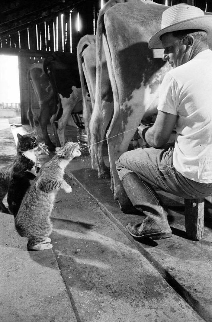 Cats Drinking Fresh Milk On The Farm, 1954