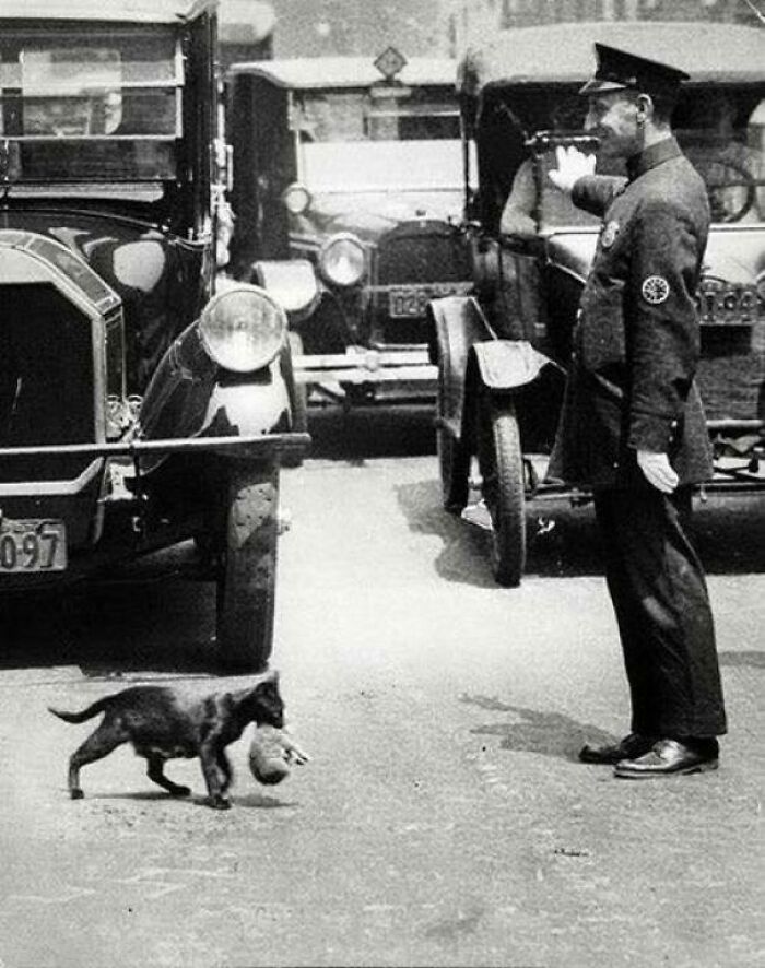 A Policeman In New York City Stops Traffic Just For A Cat To Carry Its Kittens Across The Street, 1925