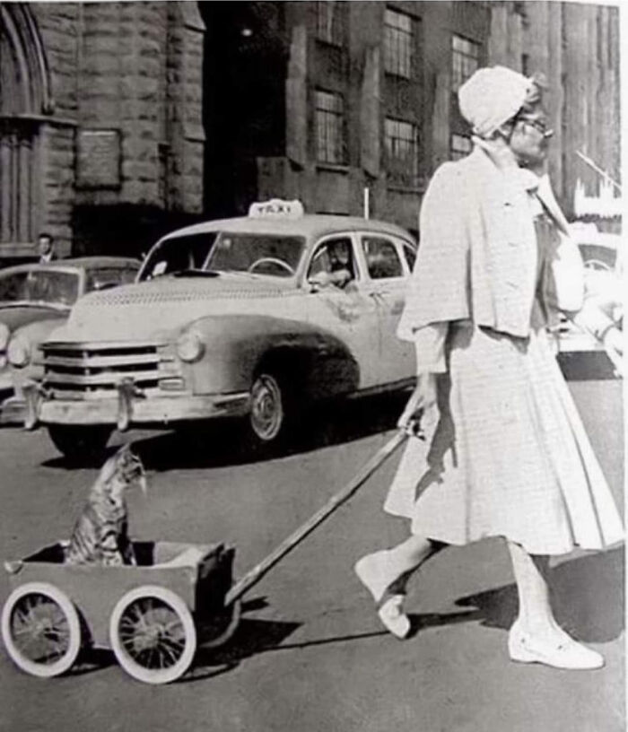 A Lady And Her Cat Times Square 1956