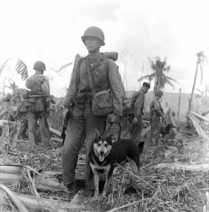 Harold Tesch & His Alaskan Malamute War Dog “Tippy” During The Battle Of Guam - 1944