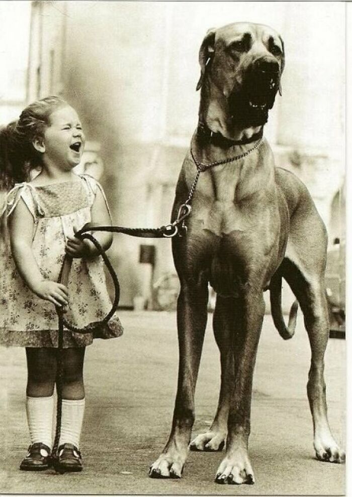 Enormously Happy Little Girl With Enormous Dog, 1950s