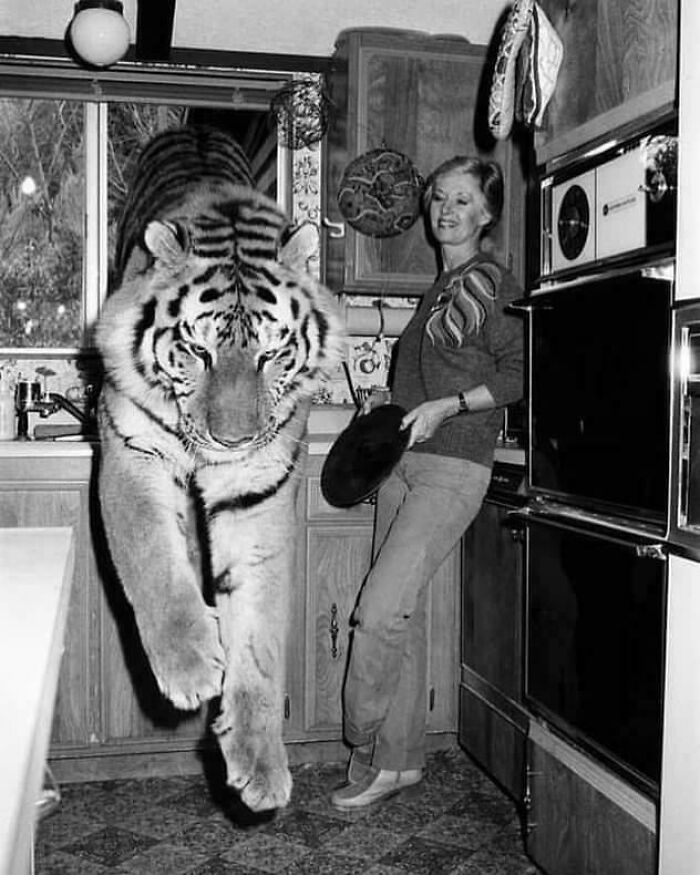 Tippi Hedren With Her Pet Tiger, 1982