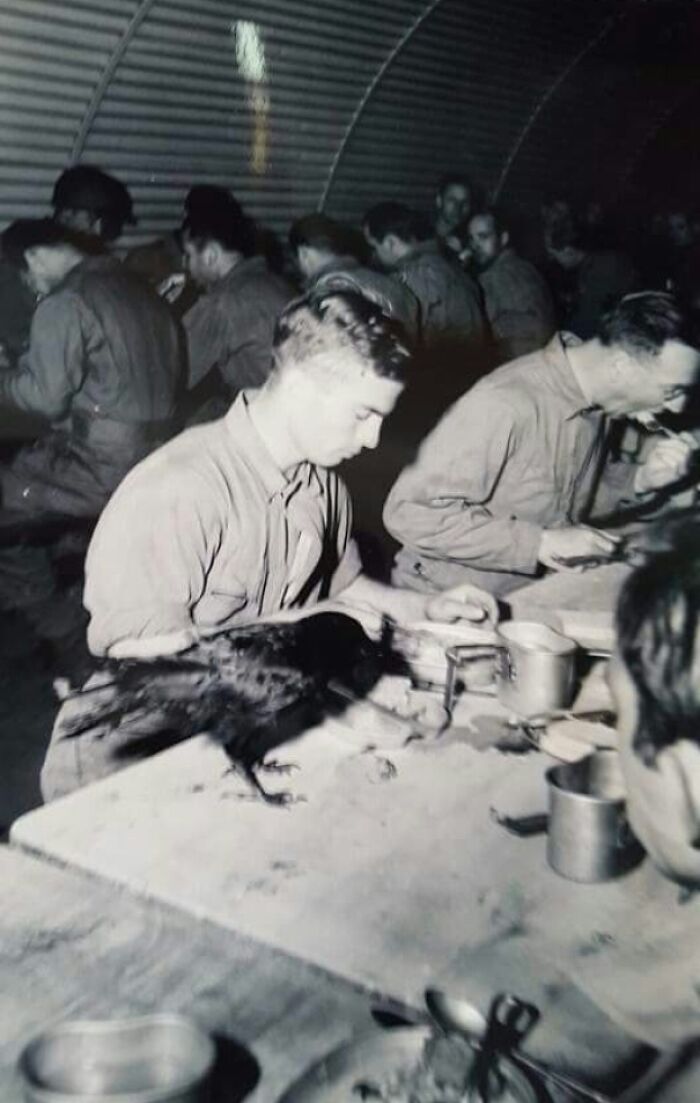 While Stationed In England During Wwii, My Grandpa Had A Pet Crow