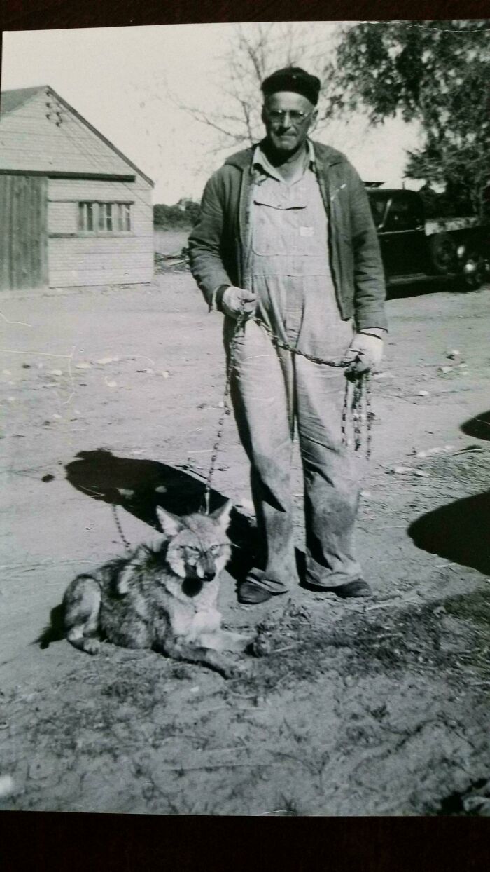 My Grandpa In The 50's With His Pet Coyote