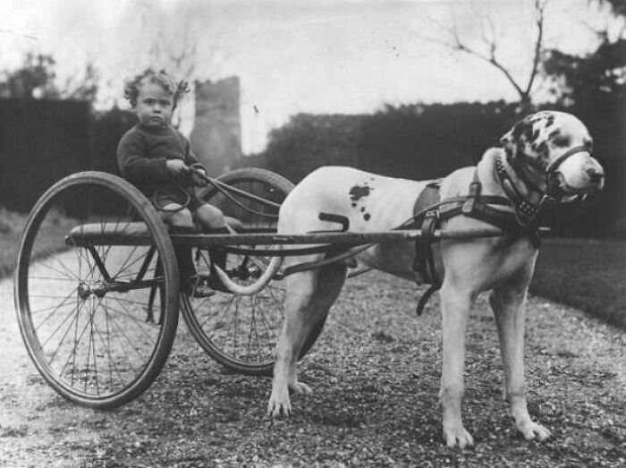 Dog Chariot, C. 1930s