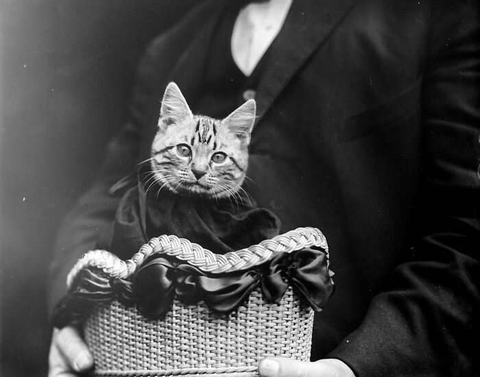 Mademoiselle Fifi On Arrival To London. Fifi Was The First Ever Cat To Fly In A Plane. She Accompanied Her Owner, American Aviator John Moisant (Pictured On Second Picture With Fifi), On The First Crossing Of The English Channel By Passenger Plane. London, England, 1910