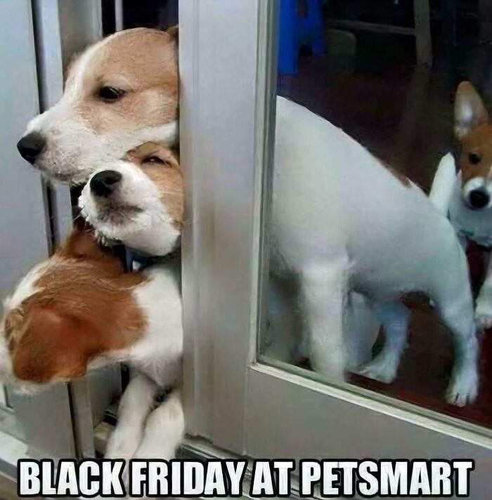 Three dogs squeeze through a door in a funny Black Friday meme.