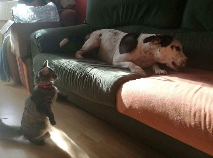 The Day We Adopted Ingrid, She Kept Looking For Rocko To Play With