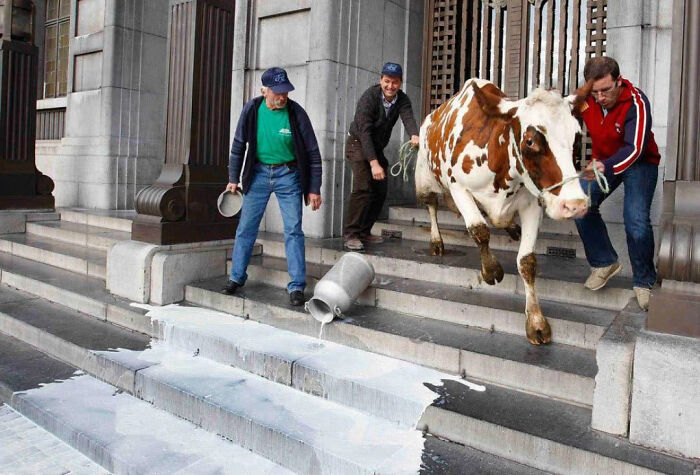 Men guiding a cow down steps, spilling milk, resembling a Renaissance painting.