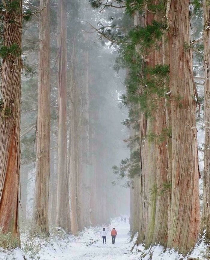 Forest In Nagano Prefecture, Japan