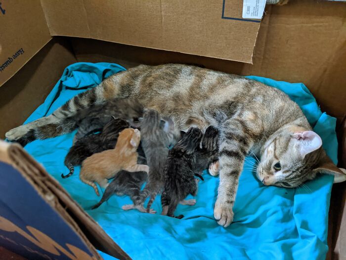 Ginny Had Her Babies At 4 Am On 4/20 👈😎👉