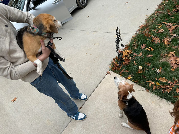 Man Goes For A Walk In The Forest, Returns With A Couple Of Beagles He Found Stuck On A Cliff