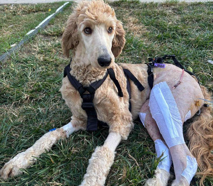 Couple Rescue Injured And Abandoned Dog, Use Their Wedding Fund To Save Her Life