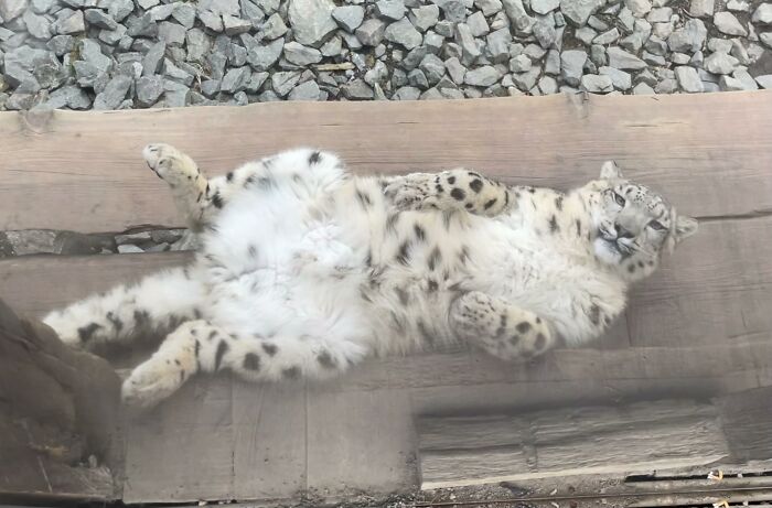 Are Snow Leopard Catbellies Accepted Here As Well?