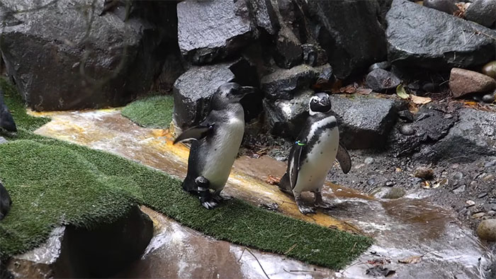 Periwinkle The Penguin Takes Over The Internet As He Thrives After A Rough Start, Defying All Odds