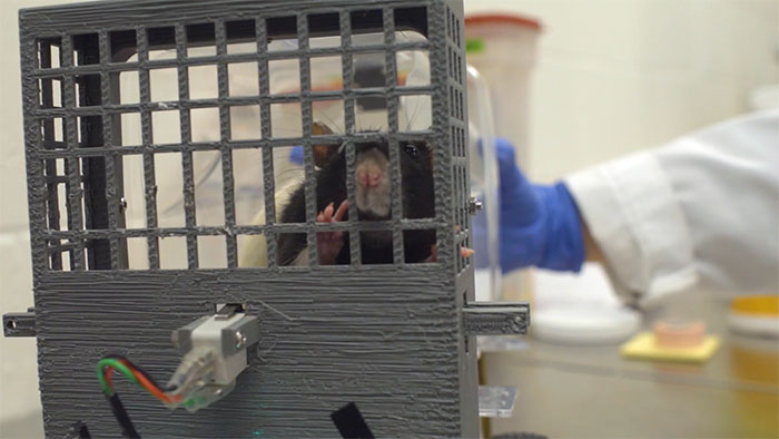 Rats Who Were Taught To Drive Enjoy Going For Rides, Rev The Engine As Soon As They Get In