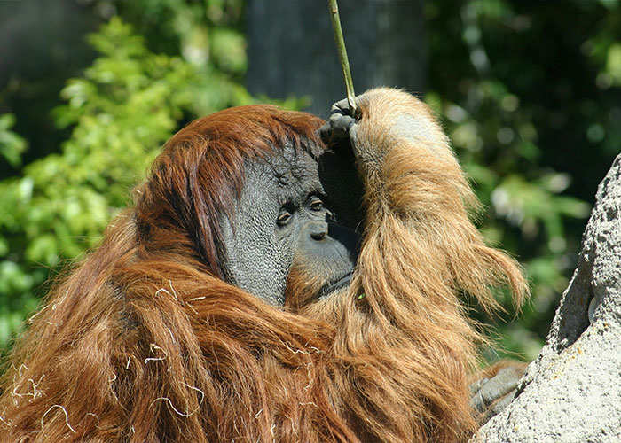 An orangutan using a stick, showcasing intriguing behavior in a natural setting.