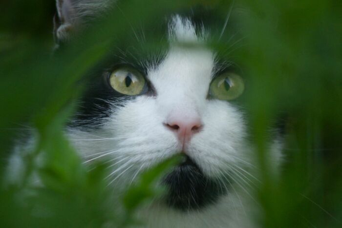 Aari, Reflecting On Life In My Flower Bed