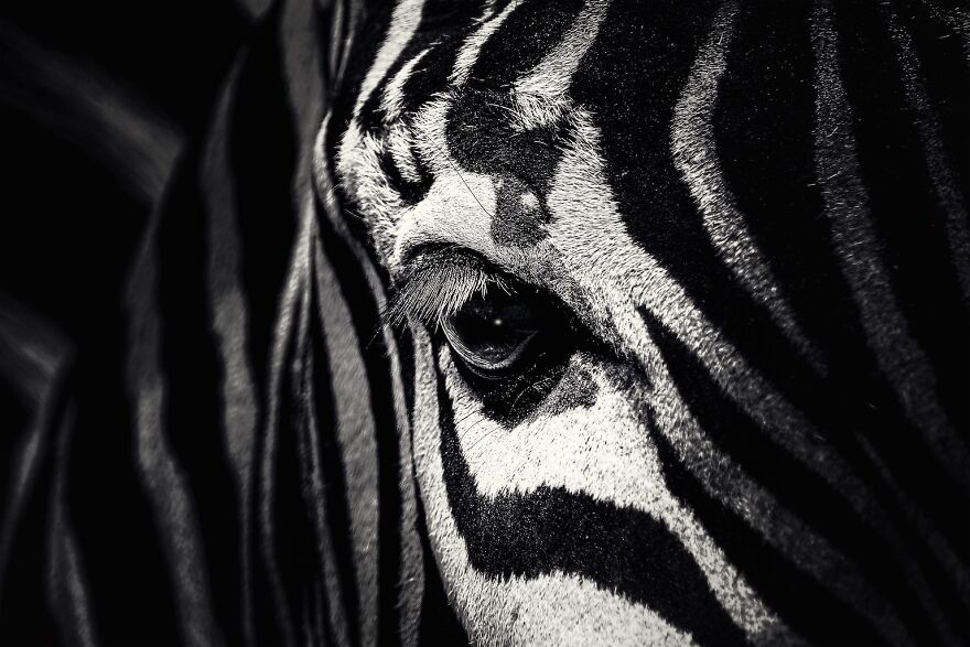 Zebra's Eye