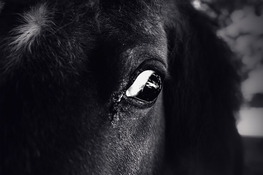 Pony's Eye