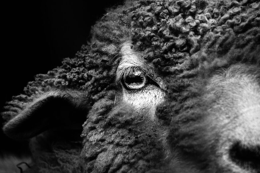 Sheep's Eye