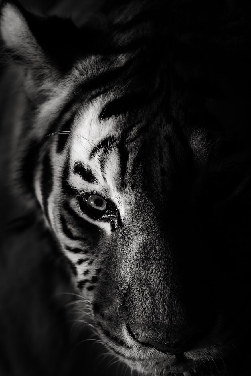 Eye Of The Tiger