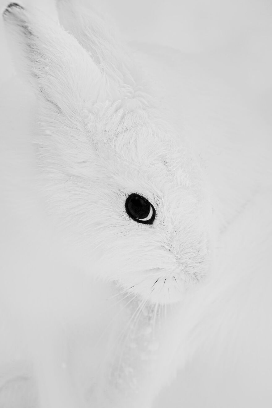 Rabbit's Eye