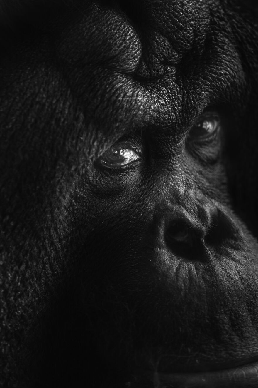 Eyes Of The Orangutan