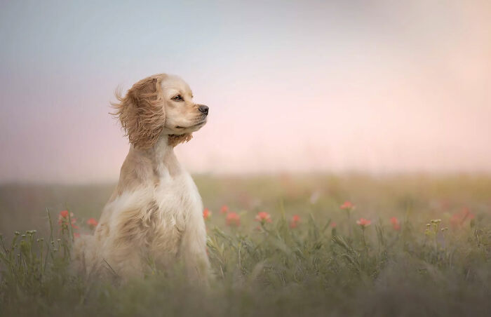 Honorable Mention, Portrait: Sweeping Down The Plain By Alisha Anderson