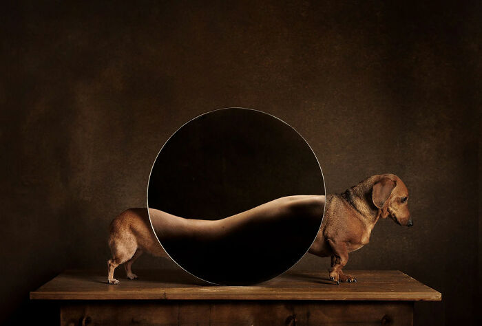 1st Place, Studio: Metamorfosis Canina By Valeria Barbara Barriera Cassina