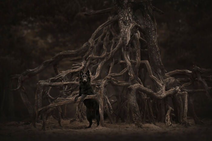 Honorable Mention, Portrait: Dark Roots By Fleur Scholte