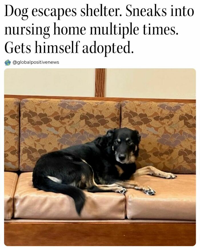 Dog laying on a couch in a nursing home after escaping a shelter and getting adopted, representing uplifting stories.