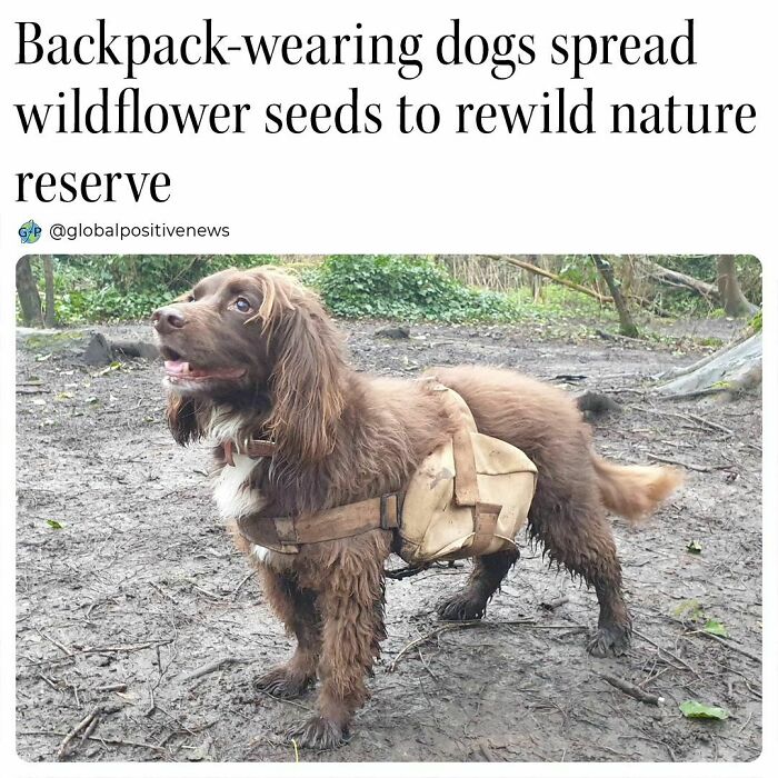 Dog wearing a backpack to spread wildflower seeds, helping rewild a nature reserve.