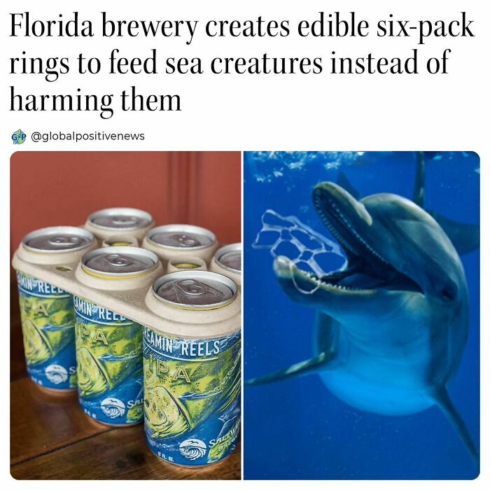 Cans with eco-friendly rings next to a dolphin holding a biodegradable ring, showcasing uplifting innovation.