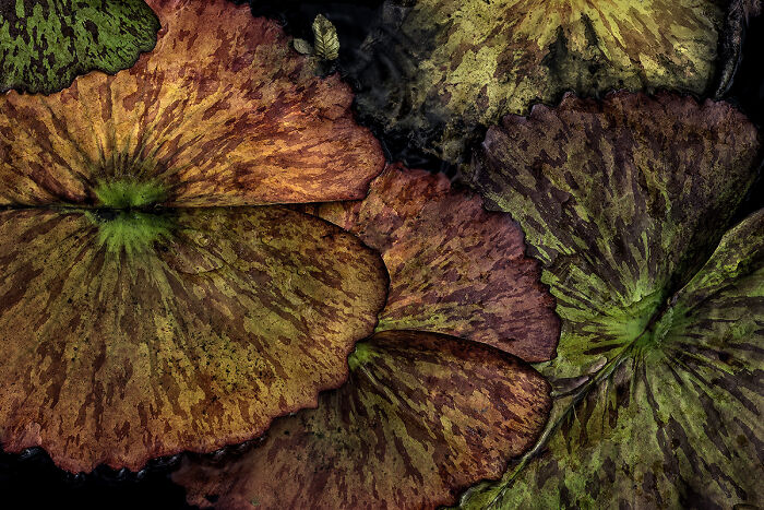 Lilypads In Autumn From The Series Exotics In Color © Barry Guthertz