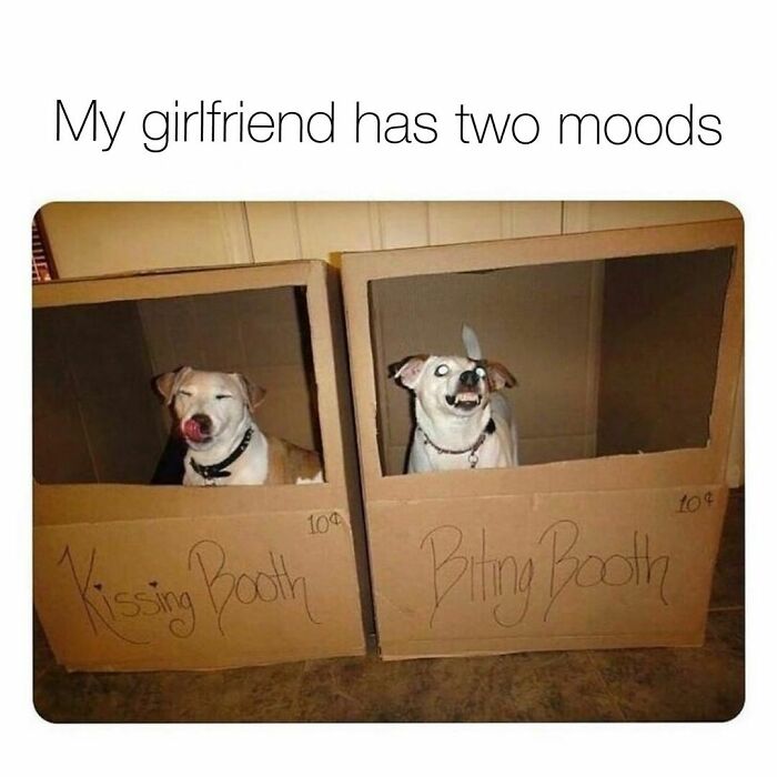 Funny-Cute-Dog-Memes-Jokes