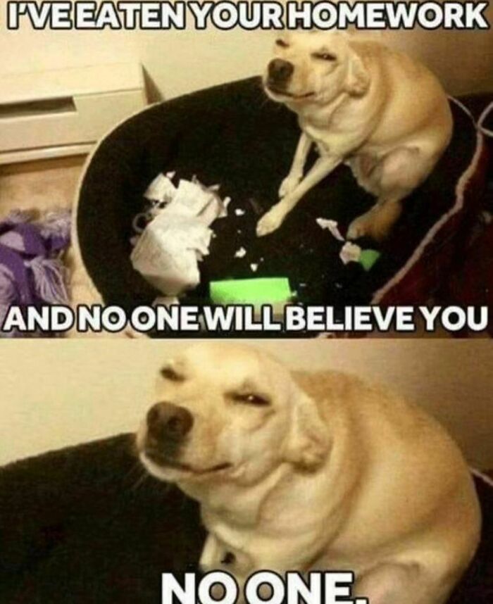 Funny-Cute-Dog-Memes-Jokes