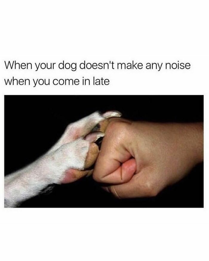 Funny-Cute-Dog-Memes-Jokes