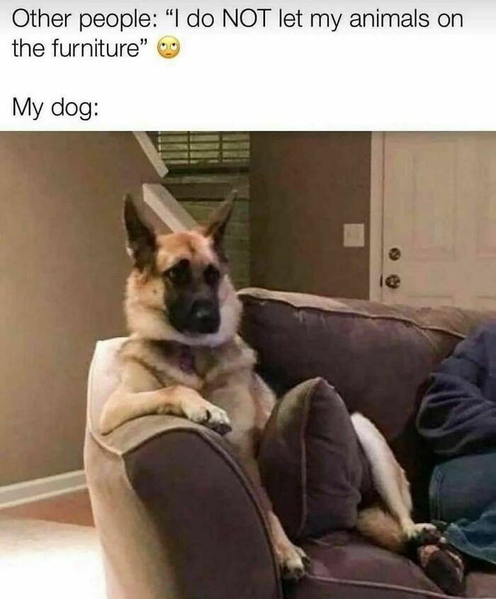 Funny-Cute-Dog-Memes-Jokes