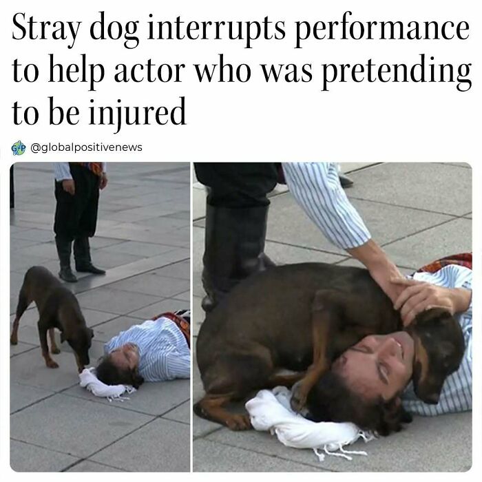 Stray dog comforts actor during performance, providing an uplifting moment of kindness.