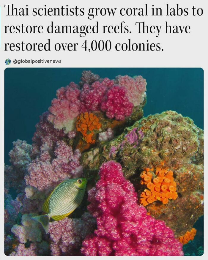 Colorful coral reefs with a fish, an uplifting story of Thai scientists restoring over 4,000 colonies in damaged reefs.