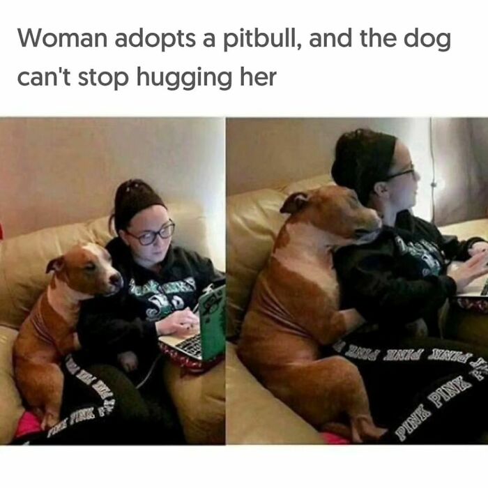 Funny-Wholesome-Dog-Memes